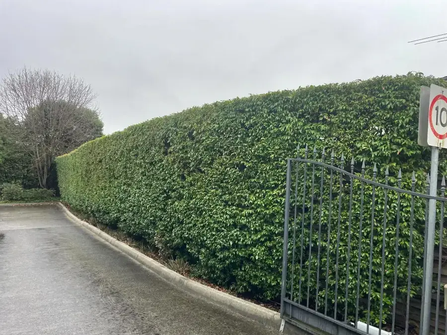 Boundary screening hedge and entry gate maintained on a strata-managed estate