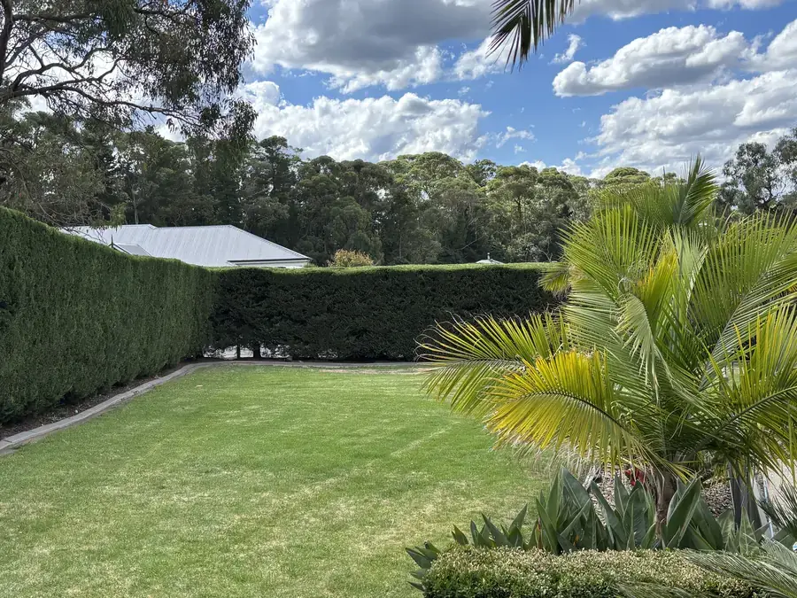 Boundary hedge trimmed square beside a palm and maintained lawn