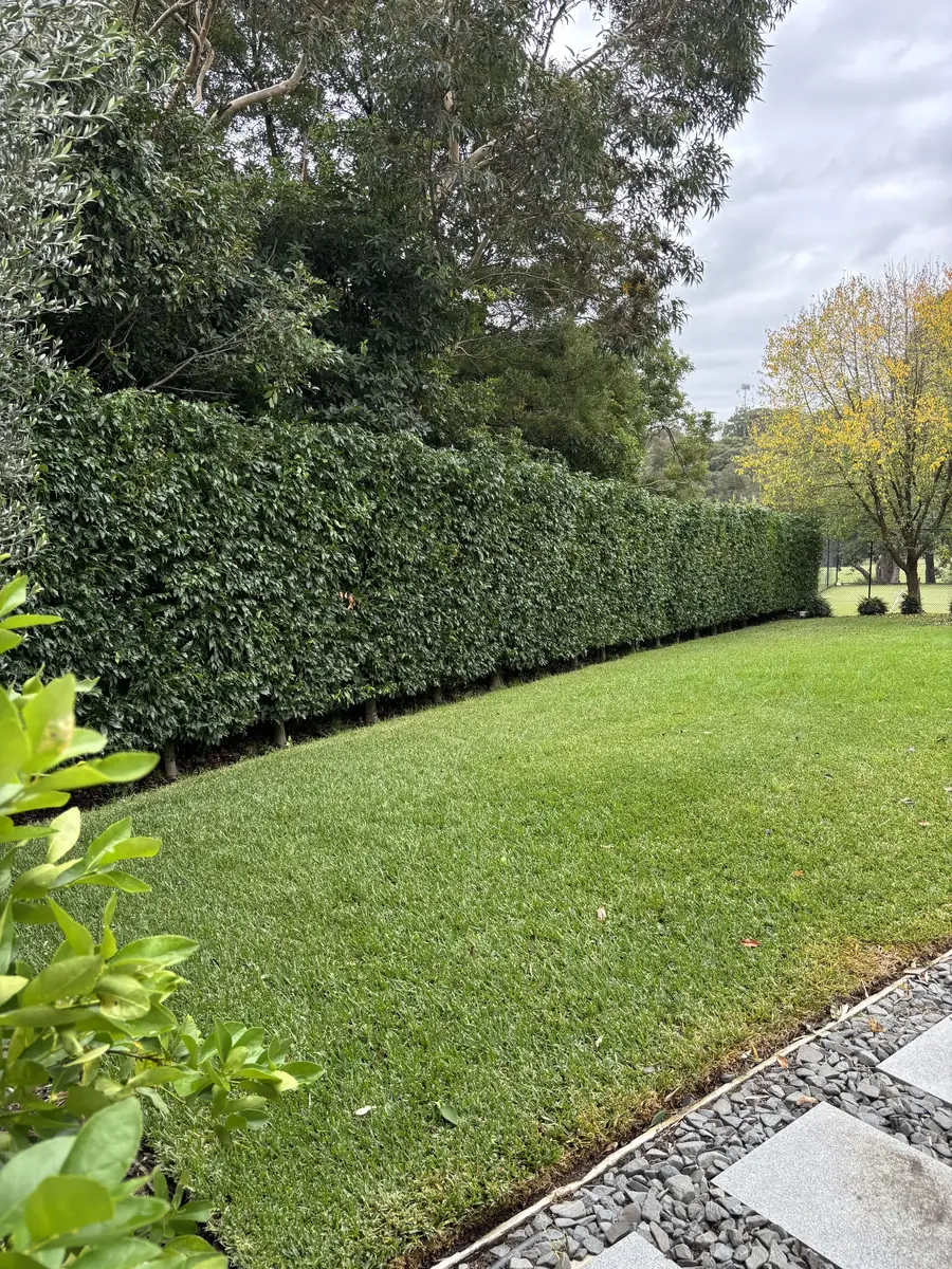 Long boundary hedge trimmed to a level line beside a mown lawn