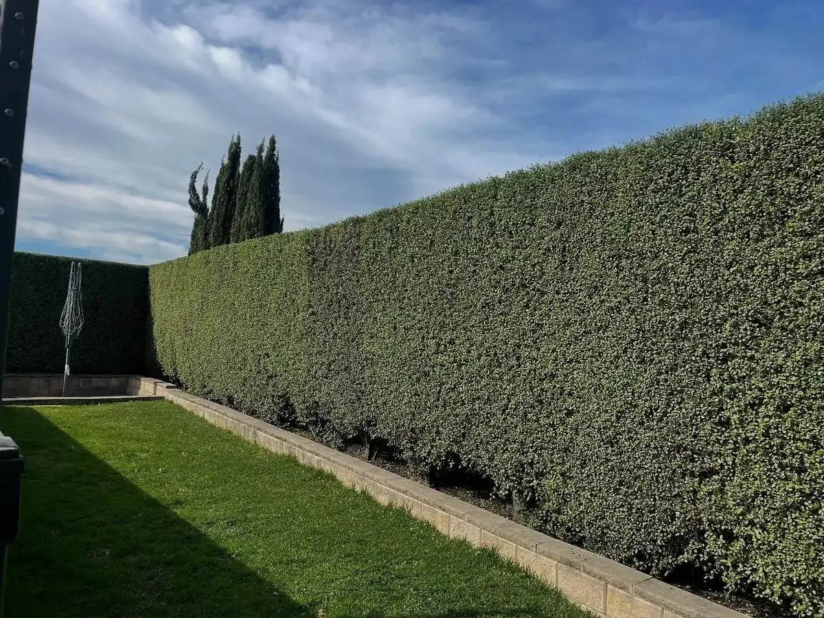 Long formal hedge run cut to a straight, level face beside a maintained lawn