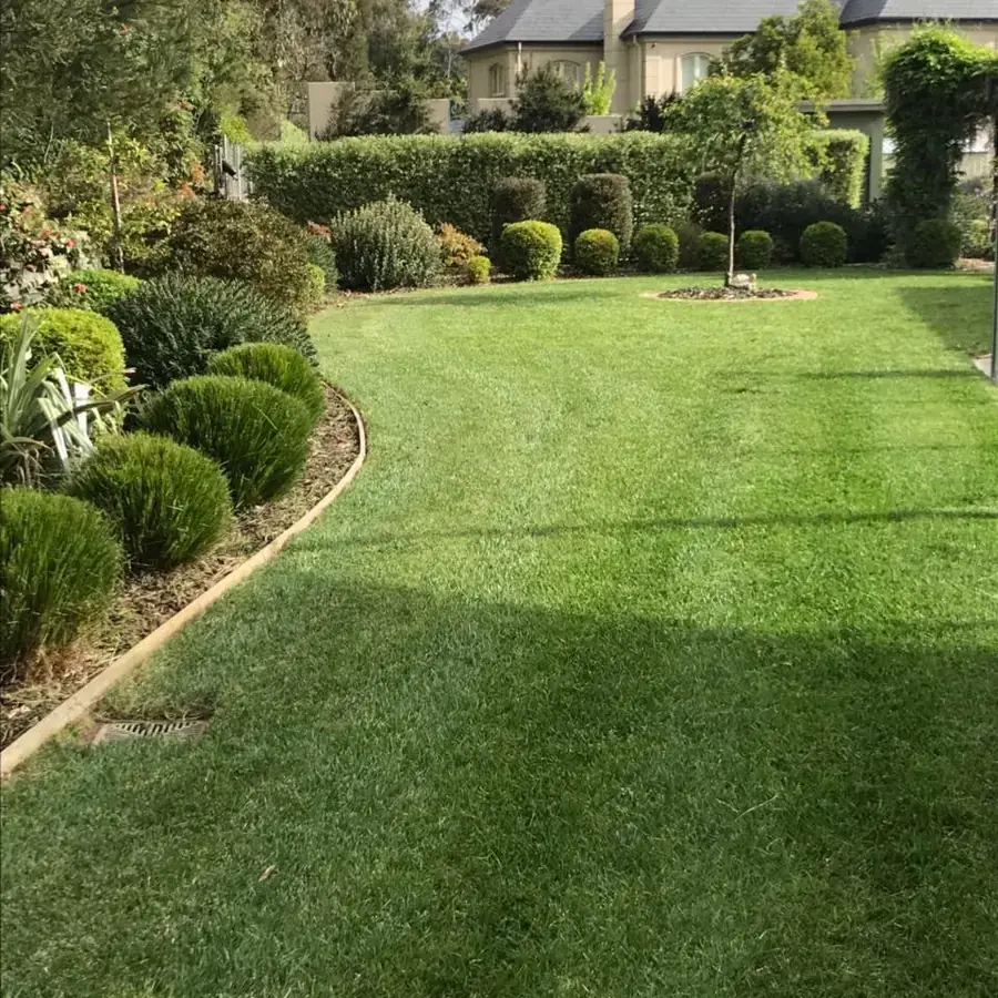 Residential lawn mowed with clean stripe lines beside shaped shrubs in Harkaway VIC