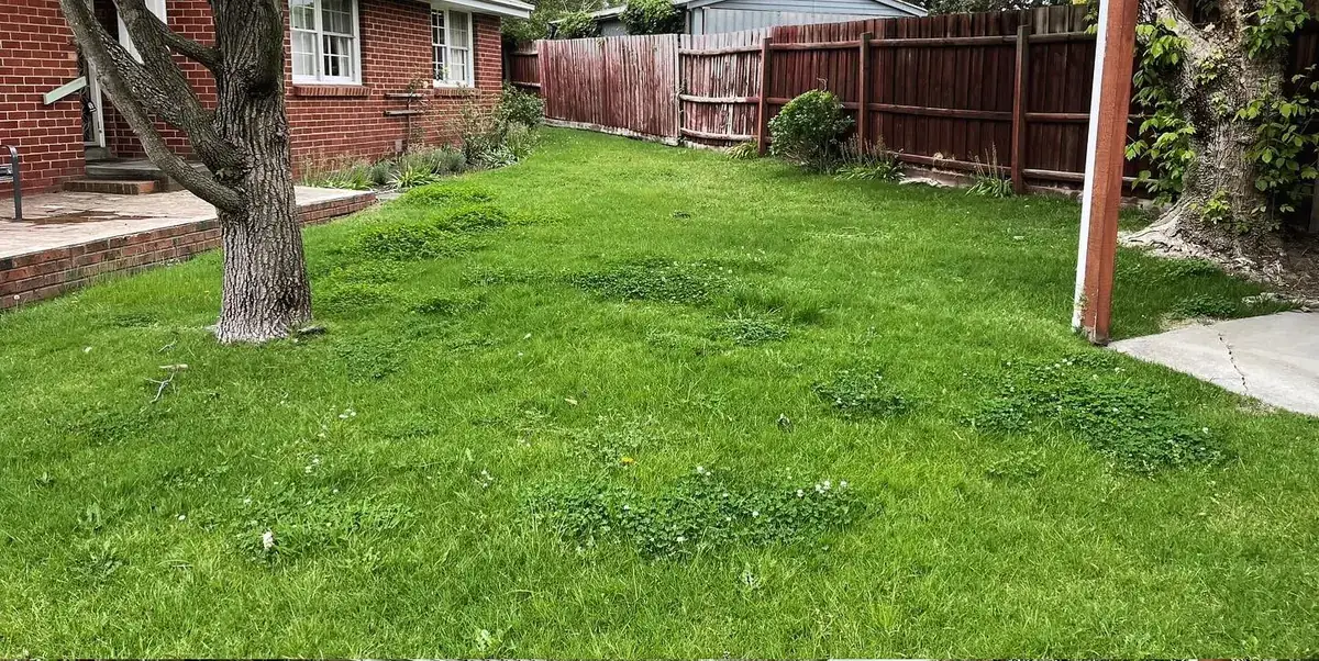 Before — overgrown and neglected lawn at the same Pakenham property